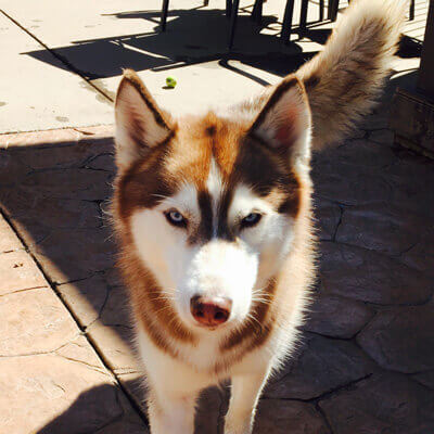 Allie's Doggie Day Camp